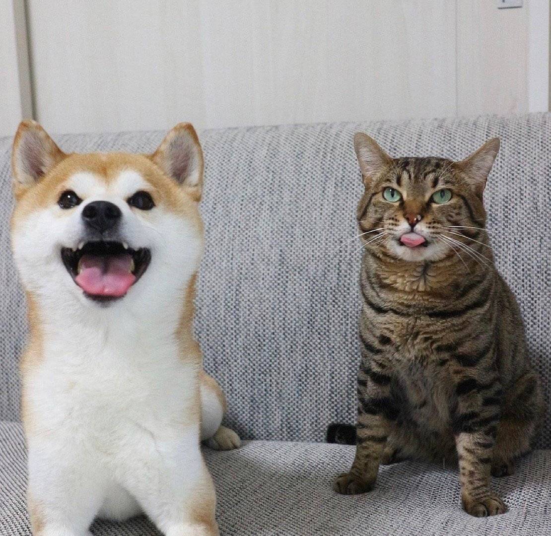 哪里找知名犬舍,如何选择靠谱犬舍