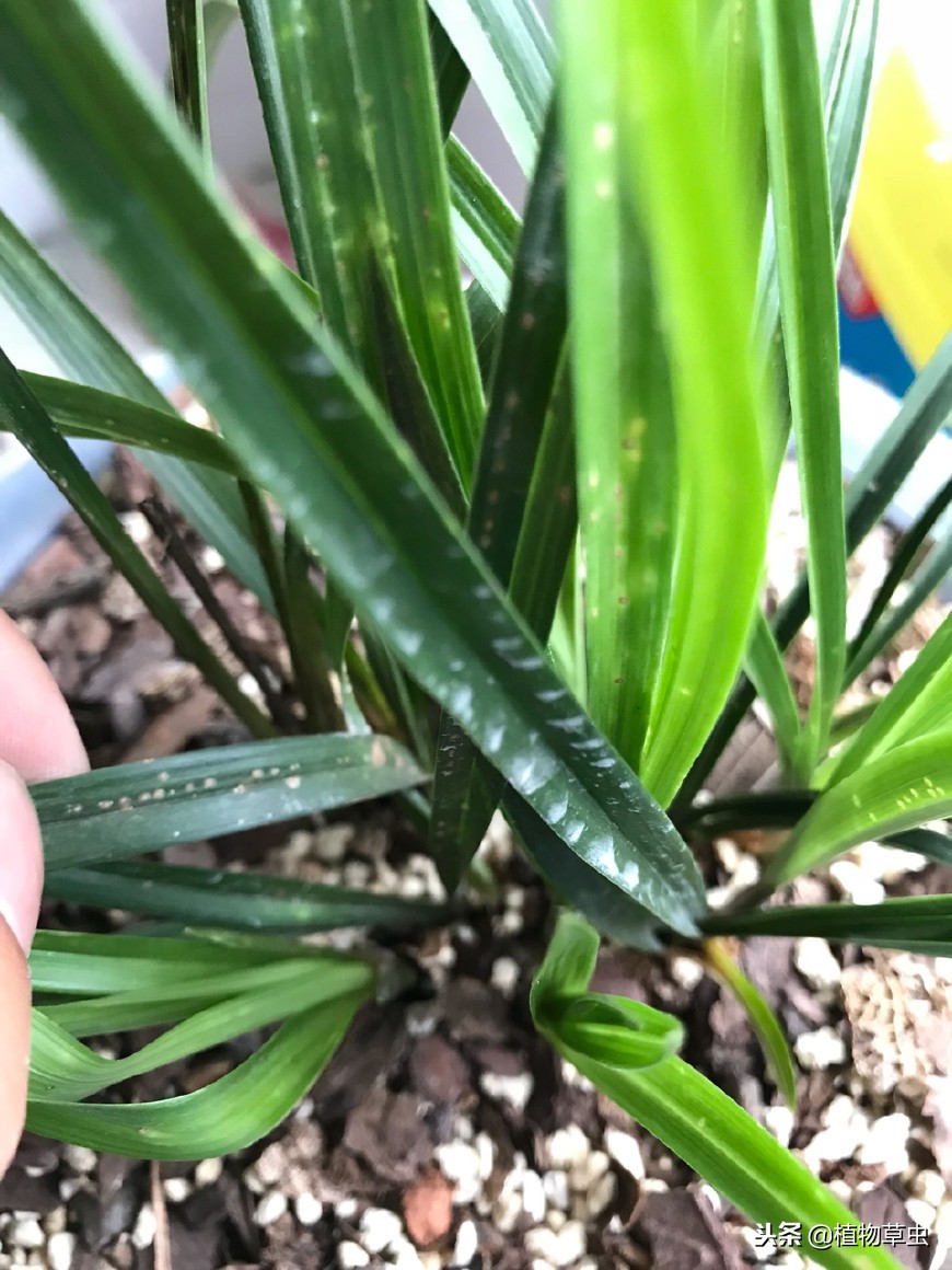 名贵兰花好养易活精品花苗盆栽,最适合贵州阳台种植的兰花