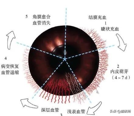 眼睑角膜炎怎么引起的,眼睑炎为什么老是犯