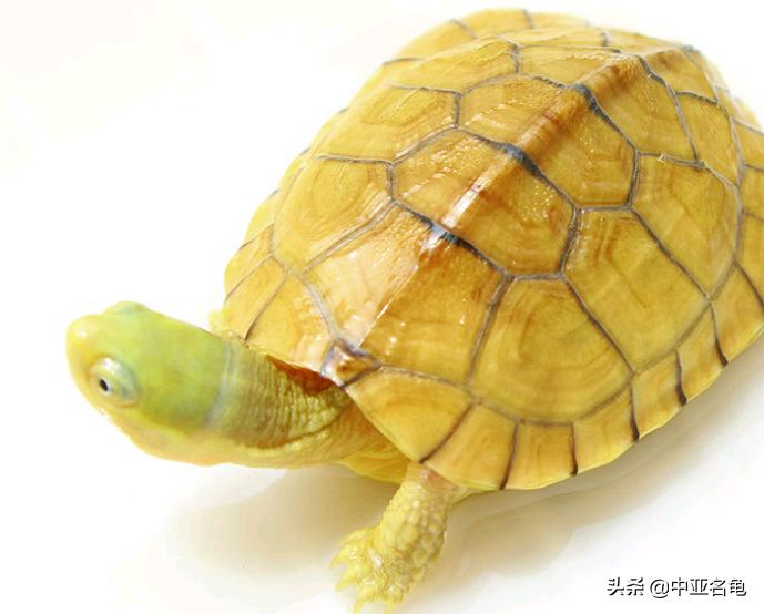 新手养龟快速入门教程,石金钱龟冬天怎么养新手必看