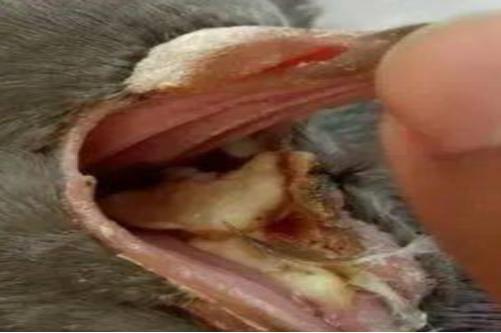 赛鸽念珠菌和霉菌有什么区别,博金鸽药