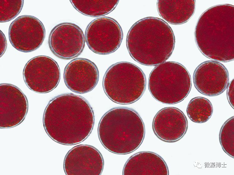 大自然未来的食物：微藻