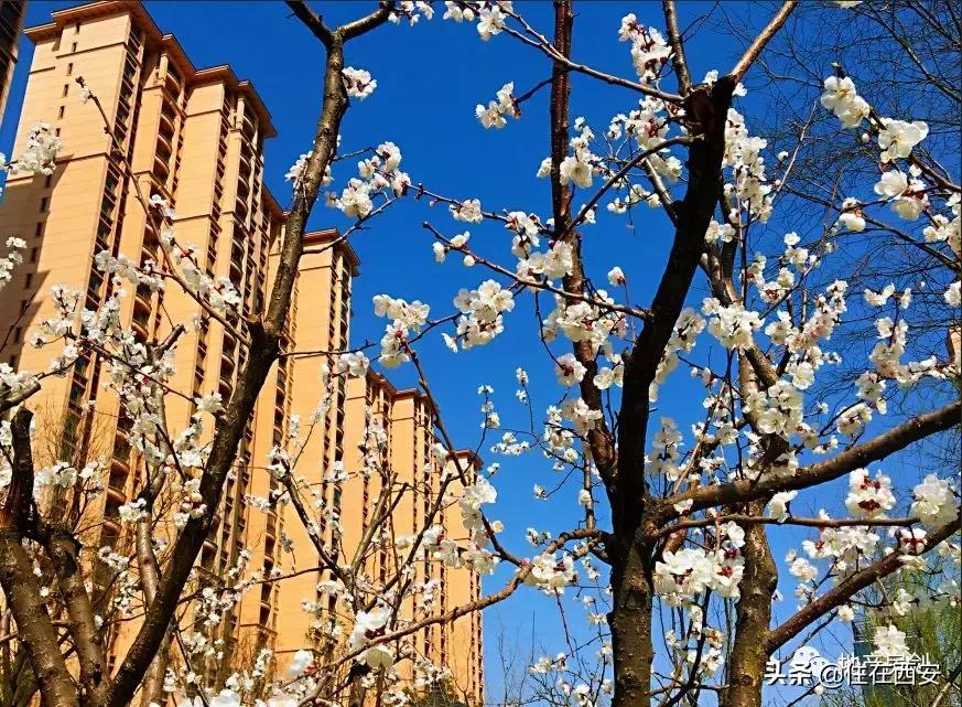 品质生活ip,星河湾的品质