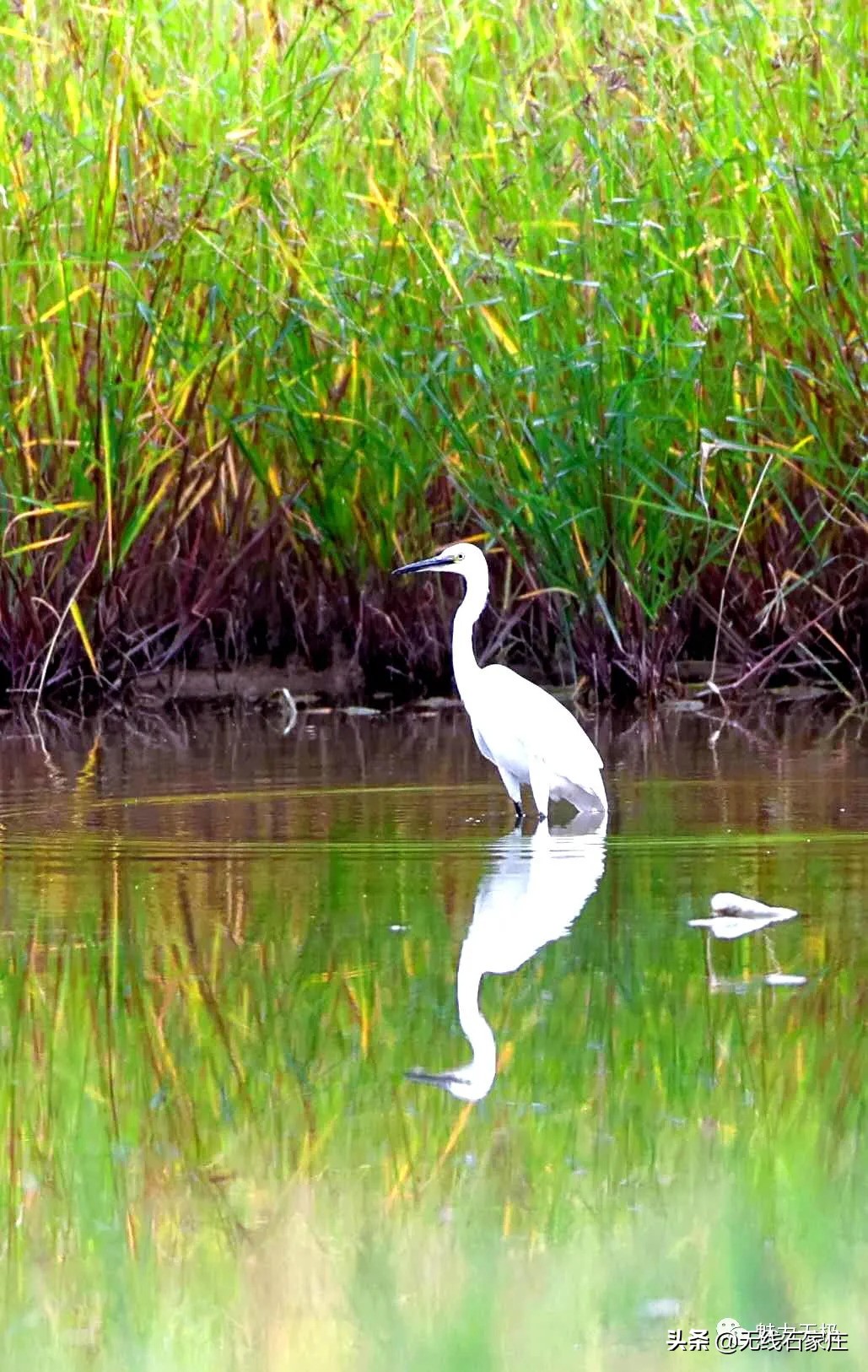 澶х編鏃犳瀬楂樻竻鐩存挱,澶х編鏃犳瀬