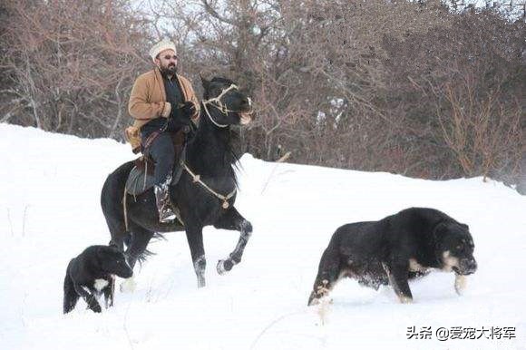 网上买狗怎么知道是不是狗贩子,买狗常见骗术大揭秘