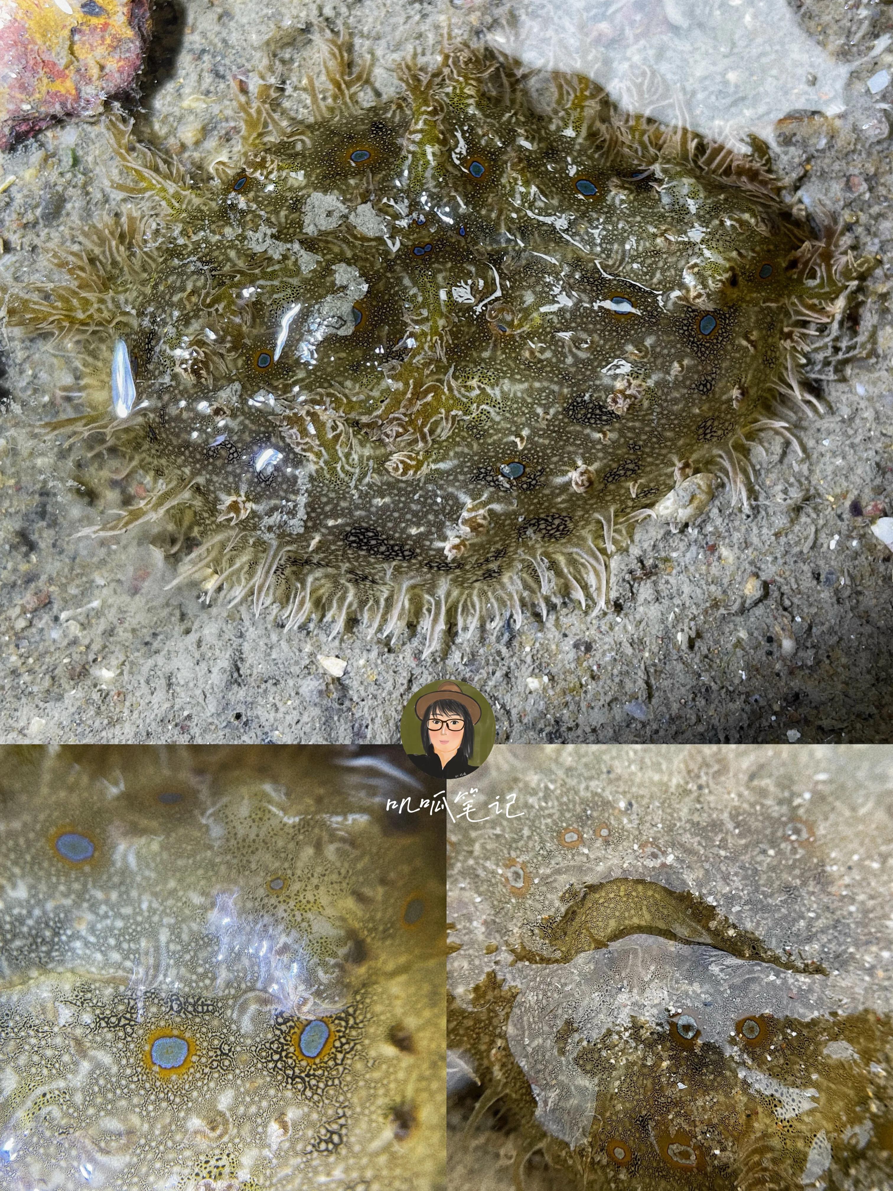 这些海洋里的生物你都见过吗,海洋生物你们有见过吗