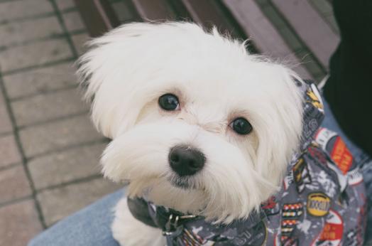 狗子疫苗怎么打避坑,狗子每年都要打疫苗吗