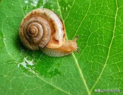 蜗牛喂养视频大全,蜗牛热天怎么喂养