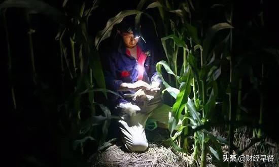 一只十几万，一季六个亿，无法被复制的“虫经济”