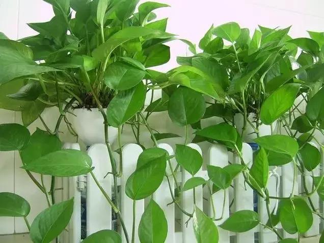 四季常青豆瓣绿能吸甲醛吗,绿色的绿植净化甲醛
