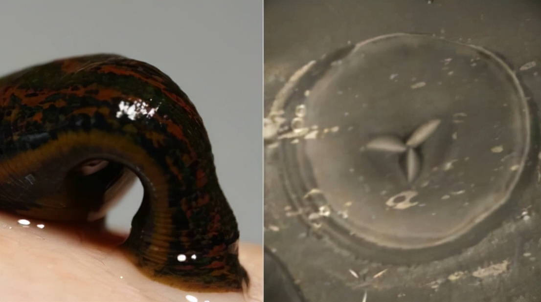 如果蚂蟥进入呼吸道能存活多久,蚂蟥寄生到体内多久能长大