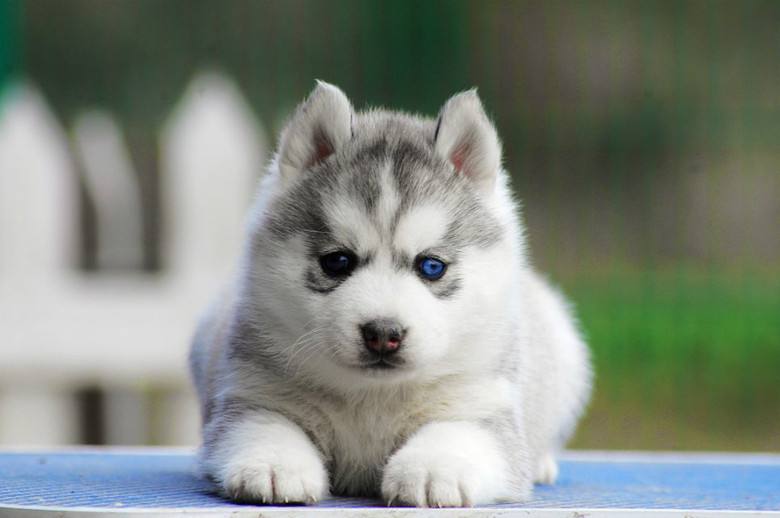 狗狗坐姿代表哪些疾病,狗狗会传染人哪些疾病