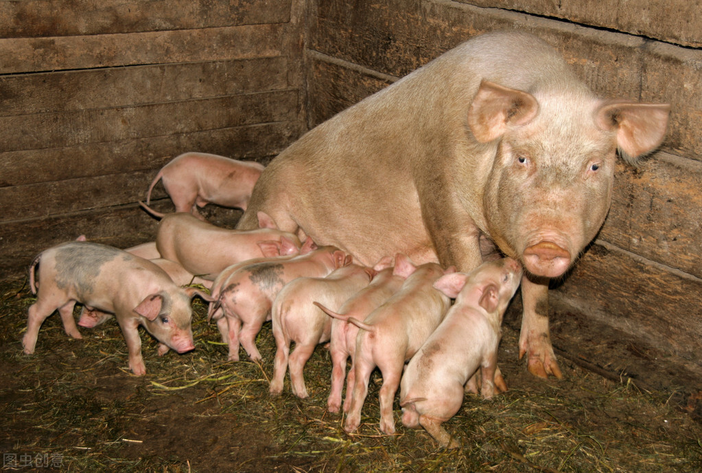 大型猪场降低养猪成本的绝招,养猪亏本