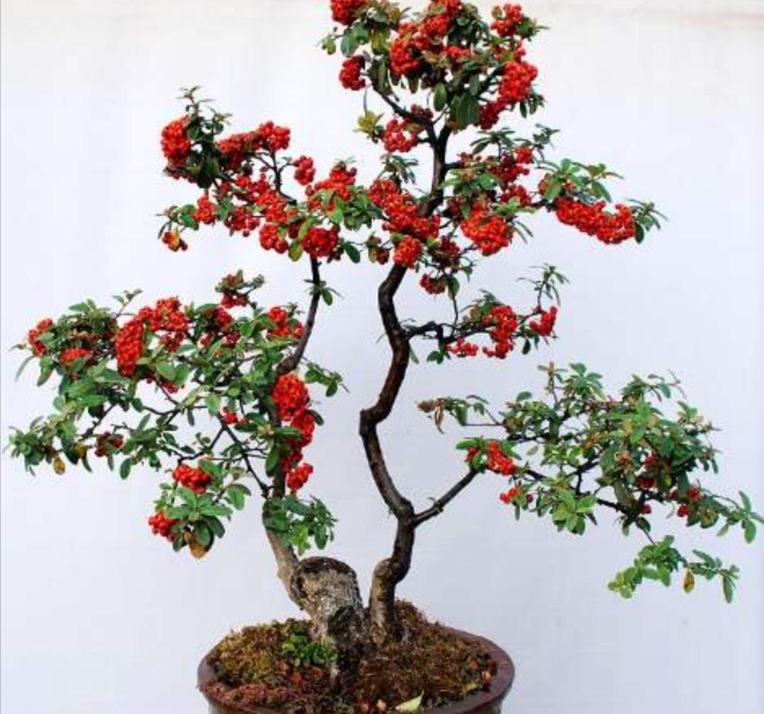 什么样的树耐寒常青可以做盆景,啥树适合做盆景的全过程