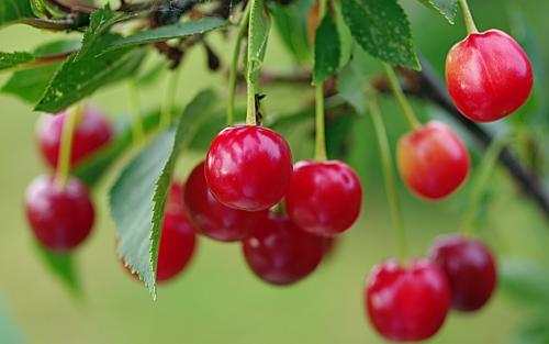 6个可能会夺走你性命的“可怕树木”,看到需要立即逃命