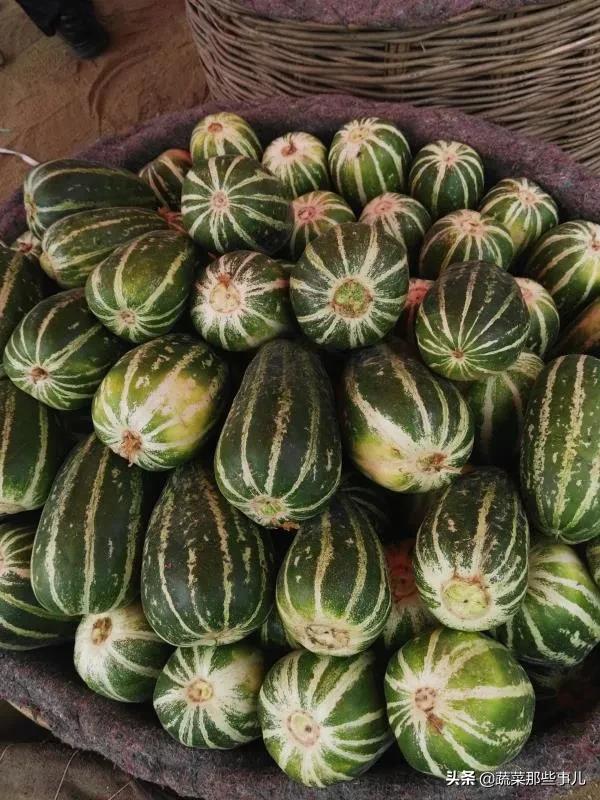 如何种植甜瓜质量好产量高,最漂亮的甜瓜种植技术