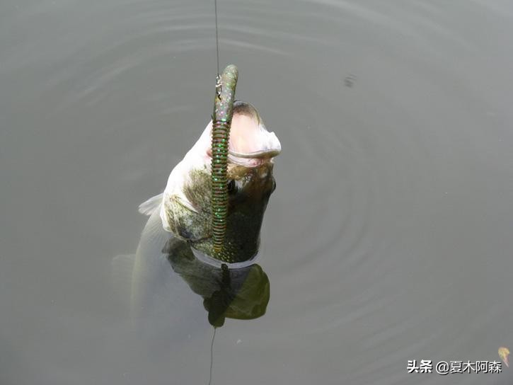 软饵钓组最佳搭配,软饵野钓操作手法
