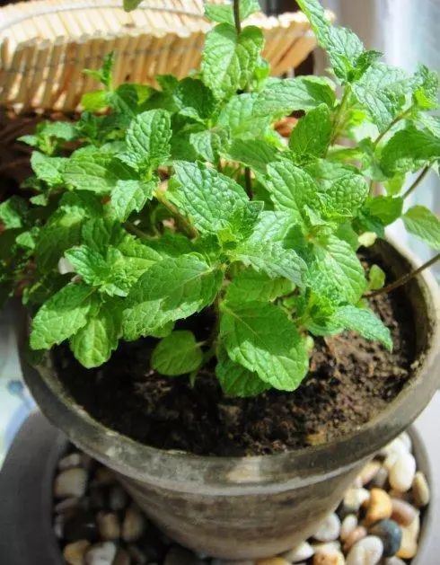 如何做薄荷盆栽,薄荷盆栽各种做法