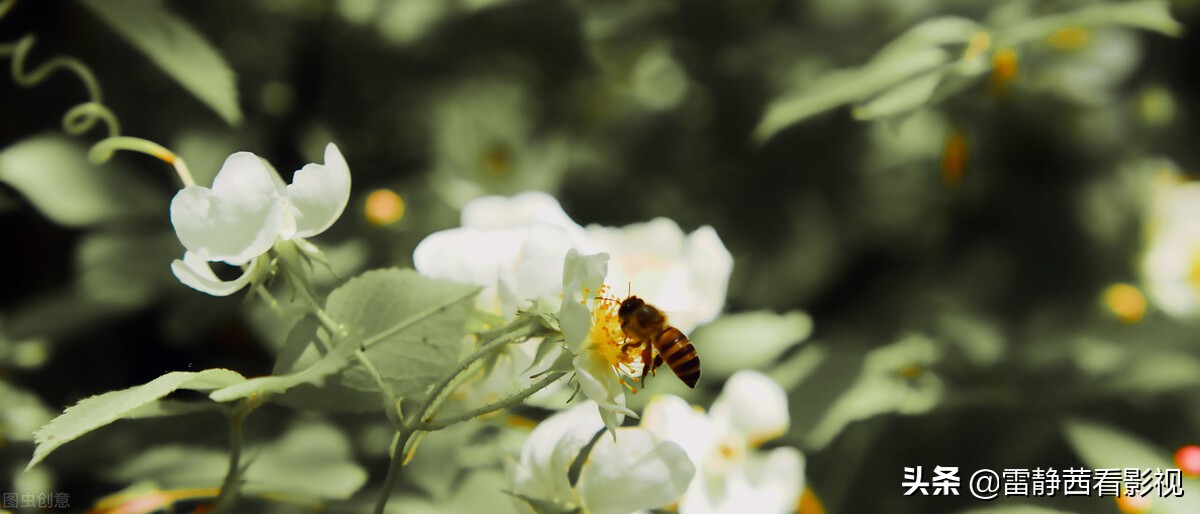 玩笑话其实才是需要认真听的,以玩笑的方式说着真心话怎么表达