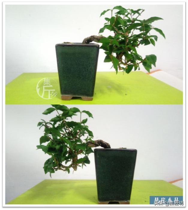 盆景李氏樱桃开花不结果,麻雀虽小五脏俱全小品