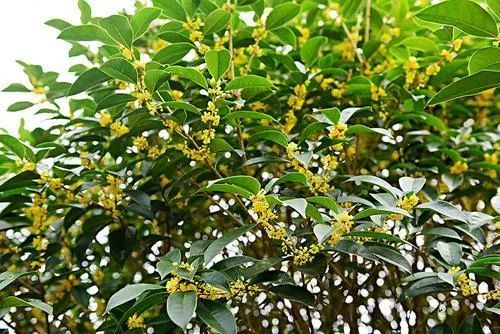 迟开的桂花香味扑鼻,迟到的桂花开歌曲视频