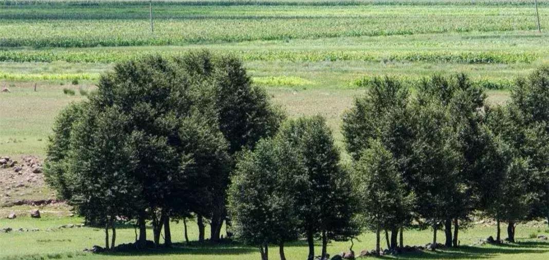 中央电视台一封家书,中央电视台回信