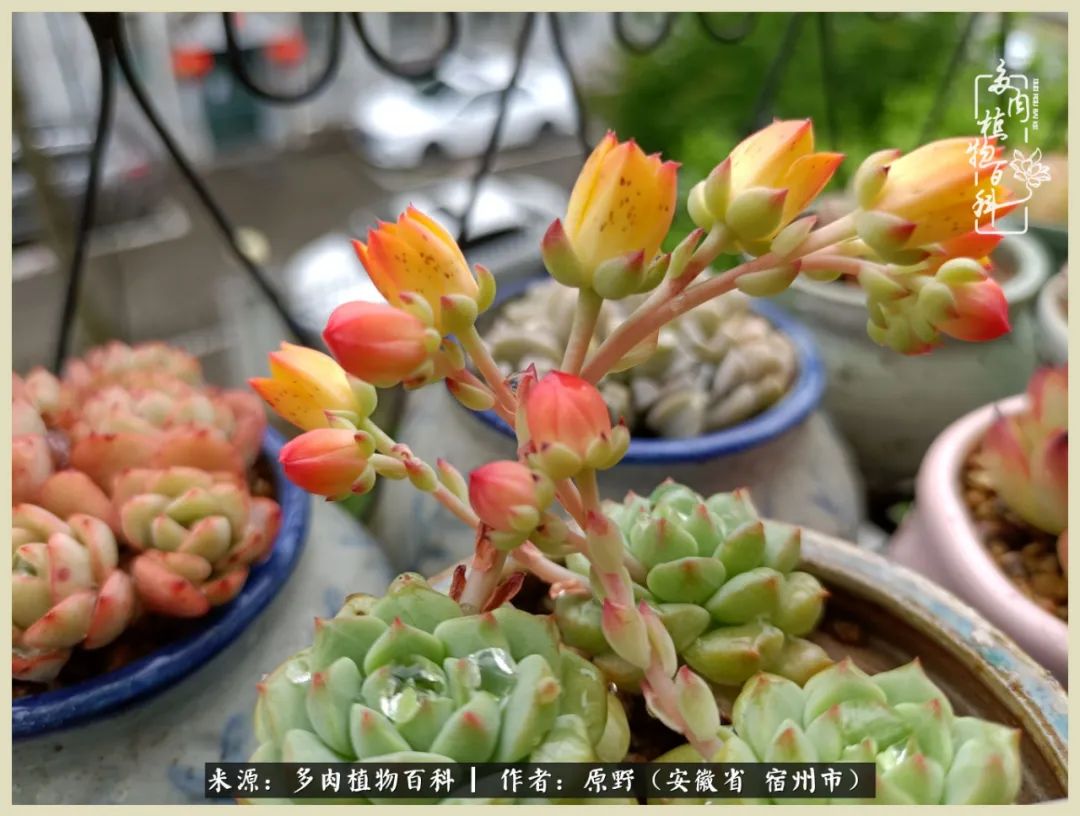 梅雨袭,酷暑至,多肉进入历劫季