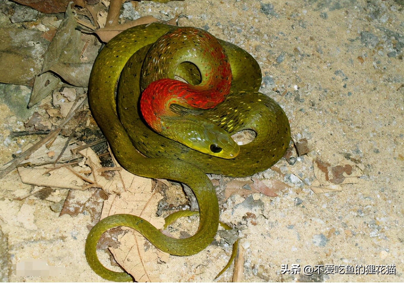 带你认识我国分布的劲槽蛇属蛇类，虎斑颈槽蛇遍布祖国大江南北