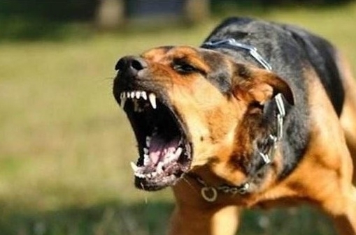 妈妈护女儿被小区野狗咬伤,护小孩被野狗咬伤