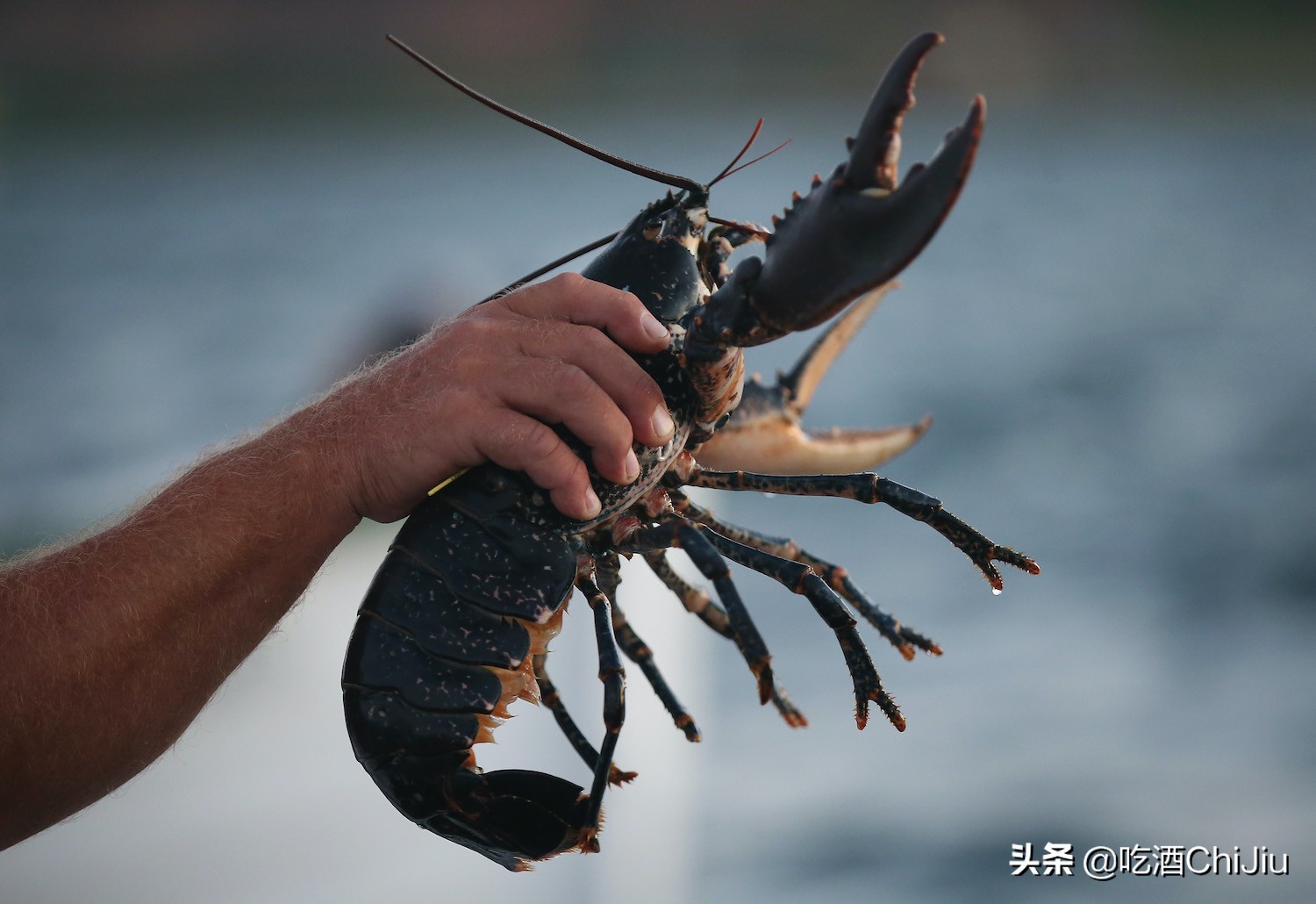 澳洲淡水蓝龙虾和波士顿哪个贵,澳洲龙虾和波士顿龙虾怎么区别
