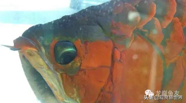 龙鱼掉眼的防治,预防龙鱼掉眼的方法你知道多少呢