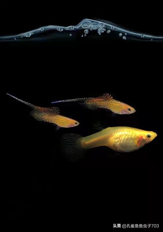 孔雀鱼都是怎么交配的？