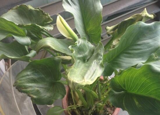 水养马蹄莲花朵发黄焦边干枯,夏天马蹄莲叶子发黄解决办法