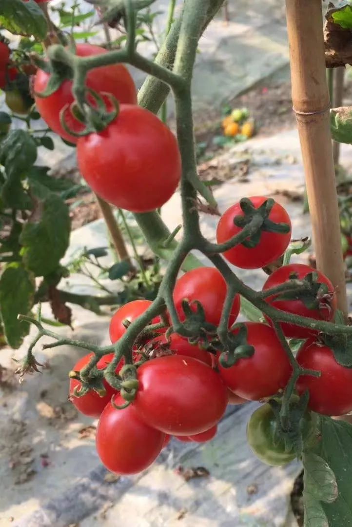 江阴附近生态园葡萄采摘,江阴申港采摘园