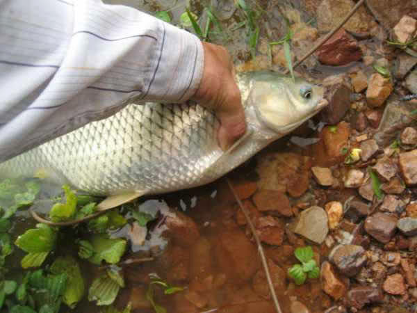用玉米粒钓鱼,用玉米粒钓鱼需要打窝吗