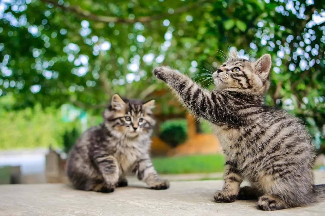 马霸霸|风度翩翩花荣荣
