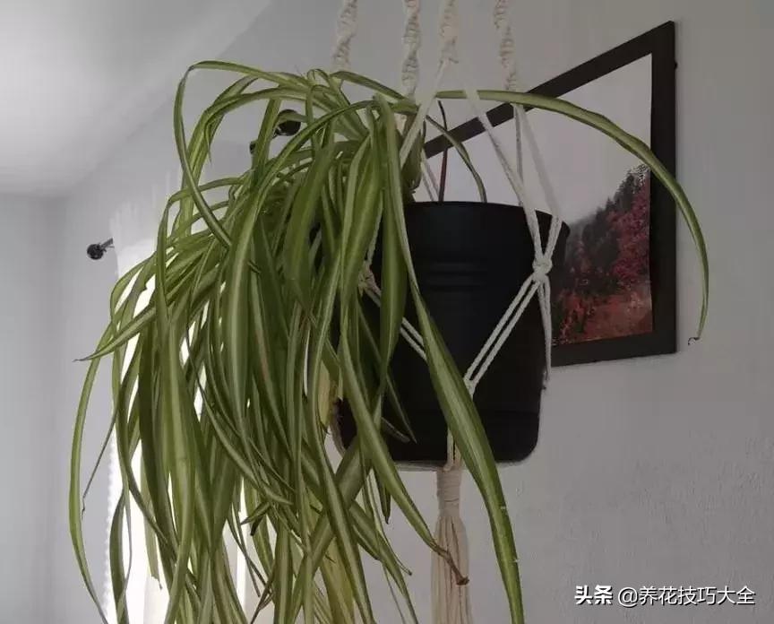 什么花也养不活,什么花都能养死