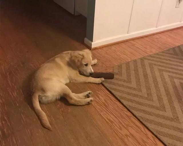 狗狗打针的时候脑袋一直发抖,狗狗打针回家后没精神怎么回事