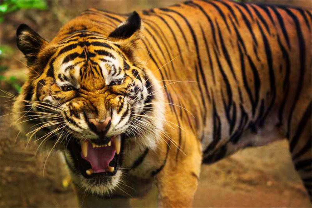 孟加拉公虎捕猎野猪,孟加拉雄虎吃野猪