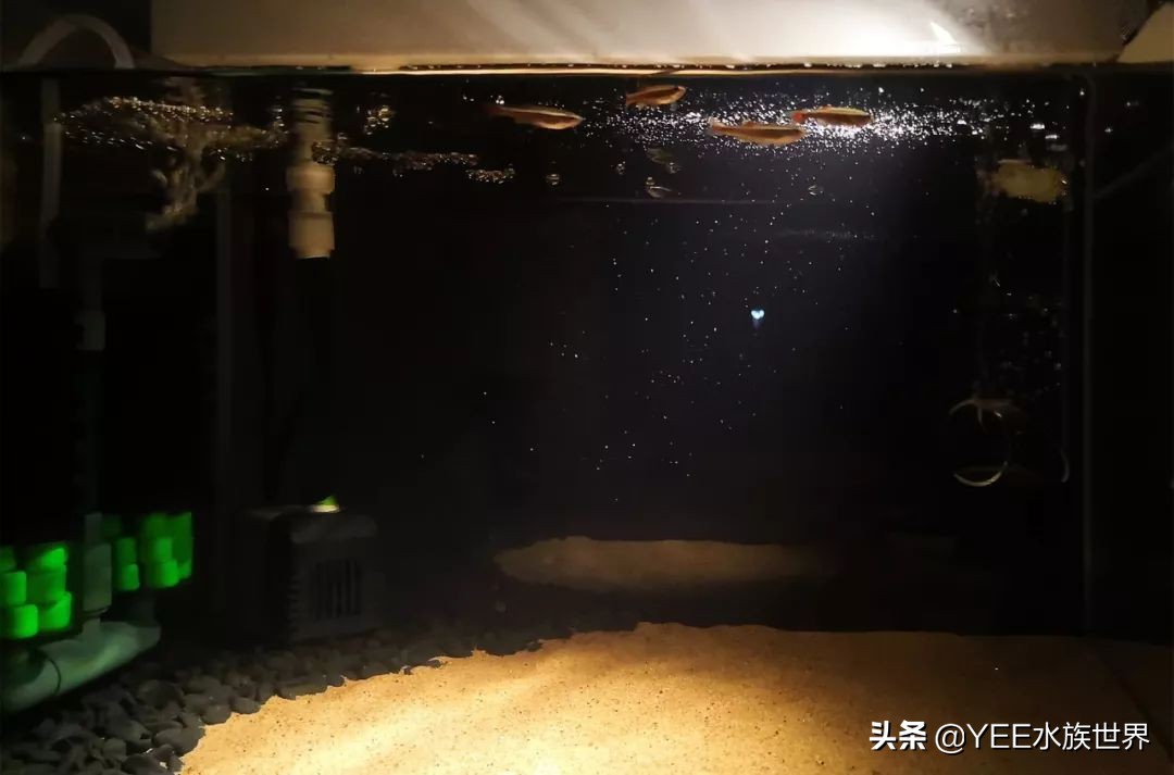 鱼缸里蛋白虫和寄生虫区别,鱼缸里发现长条状的虫子