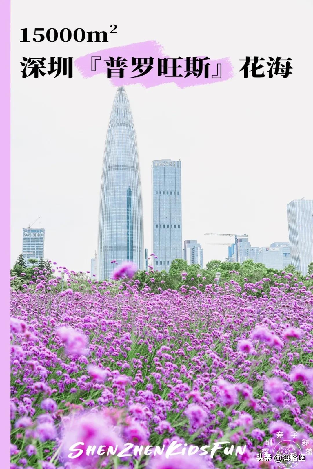 绱壊姊﹀够鑺辨捣鍏洯,娣卞湷鏅綏鏃烘柉2024绱壊鑺辨捣