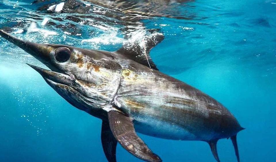 海钓超级刺激,海钓极限钓鱼