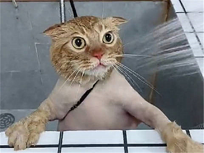 猫咪绝育辟谣,猫咪绝育肺水肿