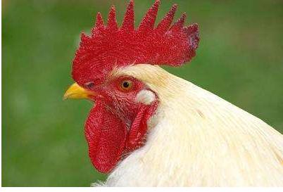 鸡子怎么过冬,鸡子如何合理饲养