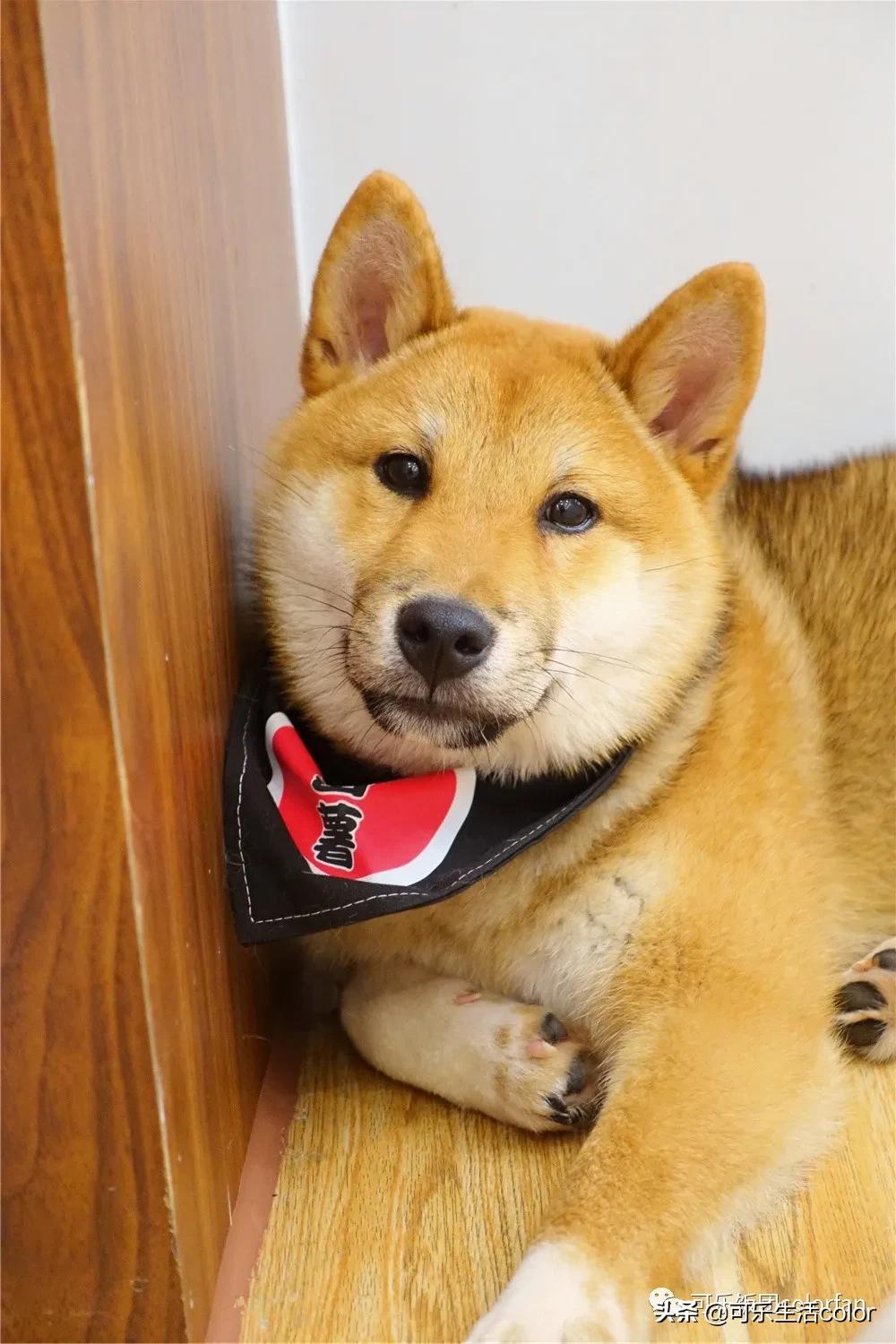 撸柴宠物乐园,广州番禺撸狗圣地