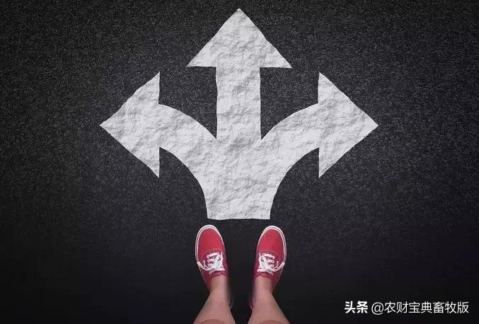 猪价最新母猪行情今日,猪价上涨现在能上后备小母猪了吗