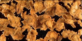 速生鸡与白羽鸡是什么,白羽鸡养殖技术和方法图解