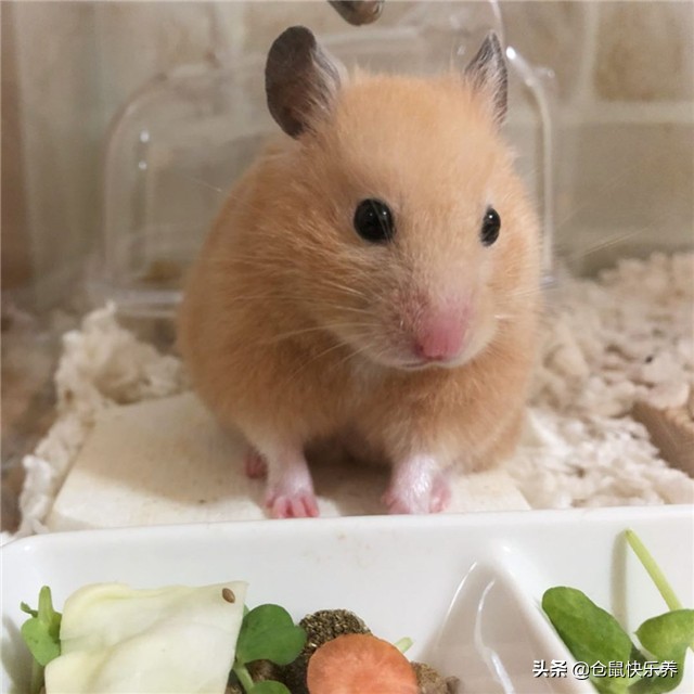 仓鼠吃饭但是不喝水怎么办,要是仓鼠不吃粮食也不吃饭怎么办