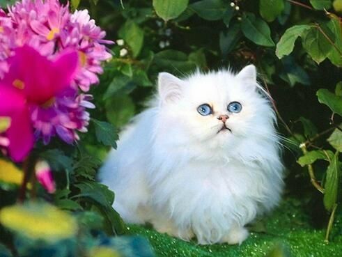 猫长寿多少年,猫咪长寿排行