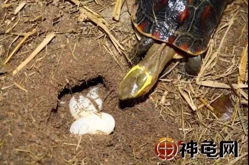 黄缘闭壳龟为什么犯法,黄缘闭壳龟歪头病